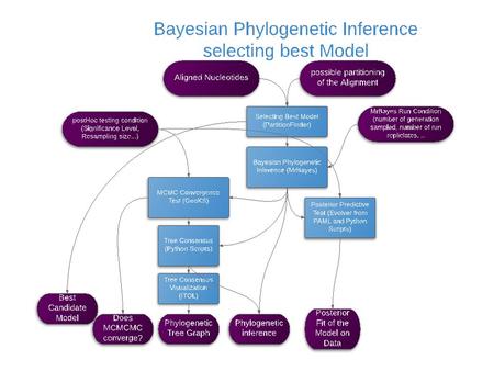 Input for the Bayesian Phylogenetic Workflow All Input values could be loaded as text file or typing directly. Only for the multifasta file is advised.