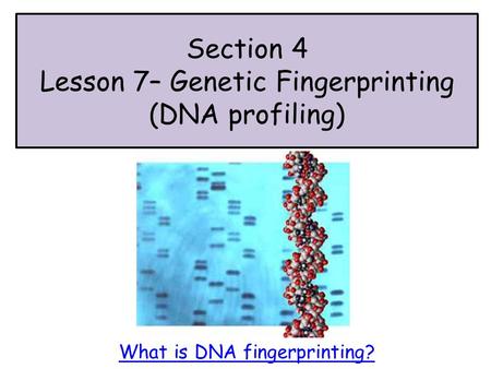 Section 4 Lesson 7– Genetic Fingerprinting (DNA profiling) What is DNA fingerprinting?