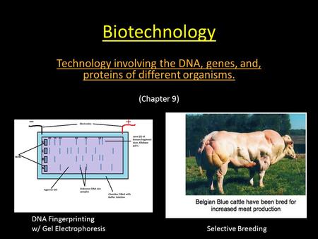 Biotechnology Technology involving the DNA, genes, and, proteins of different organisms. (Chapter 9) DNA Fingerprinting w/ Gel Electrophoresis Selective.
