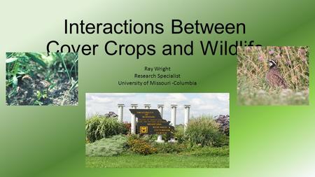 Interactions Between Cover Crops and Wildlife