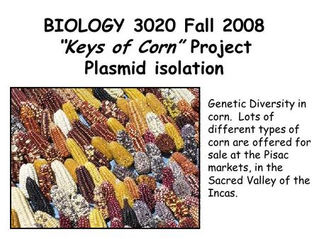 BIOLOGY 3020 Fall 2008 “Keys of Corn” Project Plasmid isolation Genetic Diversity in corn. Lots of different types of corn are offered for sale at the.