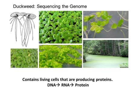 Duckweed: Sequencing the Genome Contains living cells that are producing proteins. DNA  RNA  Protein.