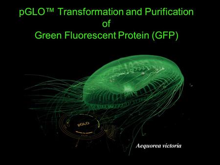 PGLO™ Transformation and Purification of Green Fluorescent Protein (GFP)