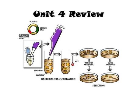 Unit 4 Review. 1 - Define the term plasmid and explain its significance for bacteria and recombinant technology. Go to