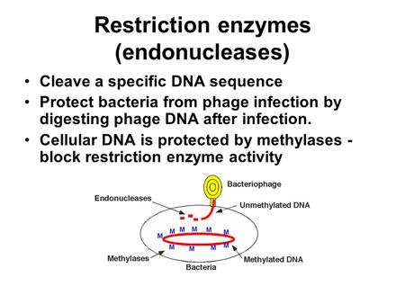 Restriction enzymes (endonucleases)