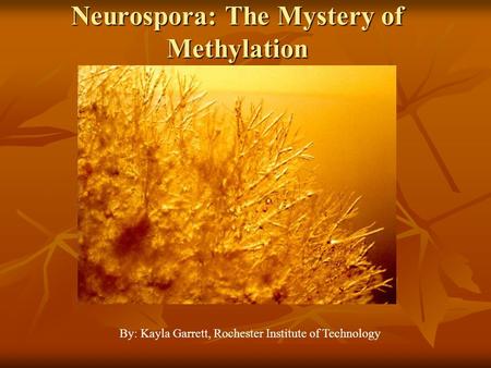 Neurospora: The Mystery of Methylation By: Kayla Garrett, Rochester Institute of Technology.