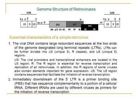 Genome Structure of Retroviruses