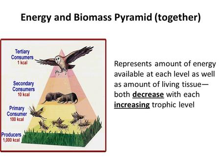 Represents amount of energy available at each level as well as amount of living tissue— both decrease with each increasing trophic level Energy and Biomass.