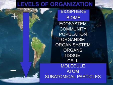 LEVELS OF ORGANIZATION BIOSPHERE BIOME ECOSYSTEM COMMUNITY POPULATION ORGANISM ORGAN SYSTEM ORGANS TISSUE CELL MOLECULE ATOM SUBATOMICAL PARTICLES BIOSPHERE.