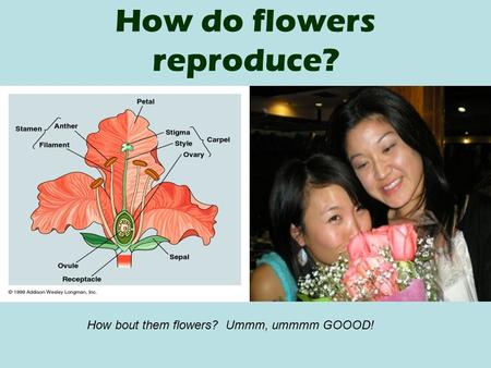 How do flowers reproduce?