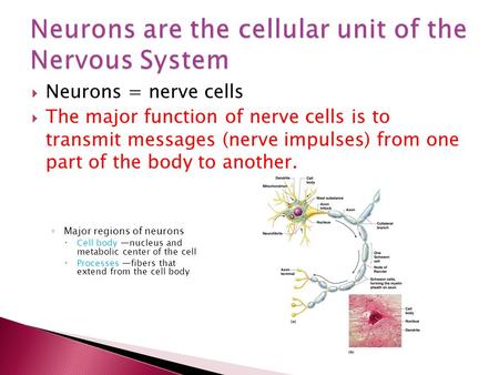  Neurons = nerve cells  The major function of nerve cells is to transmit messages (nerve impulses) from one part of the body to another. ◦ Major regions.