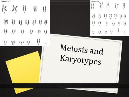 Meiosis and Karyotypes