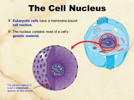 The Cell Nucleus Eukaryotic cells have a membrane-bound cell nucleus. The nucleus contains most of a cell’s genetic material. The genetic material of a.