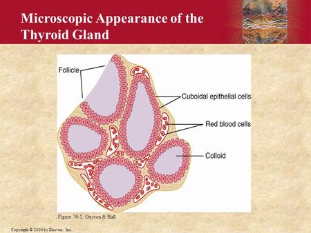 Copyright © 2006 by Elsevier, Inc. Microscopic Appearance of the Thyroid Gland Figure 76-1; Guyton & Hall.