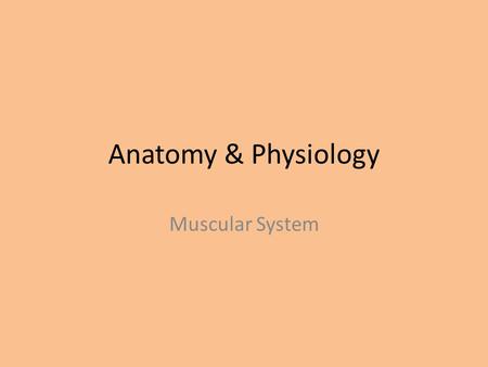 Anatomy & Physiology Muscular System.