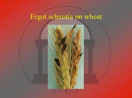 Ergot sclerotia on wheat