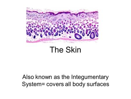 The Skin Also known as the Integumentary System= covers all body surfaces.