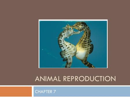 ANiMAL REPRODUCTION CHAPTER 7.