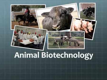 Animal Biotechnology.