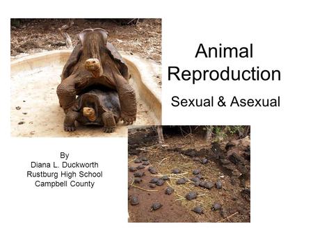 Animal Reproduction Sexual & Asexual By Diana L. Duckworth