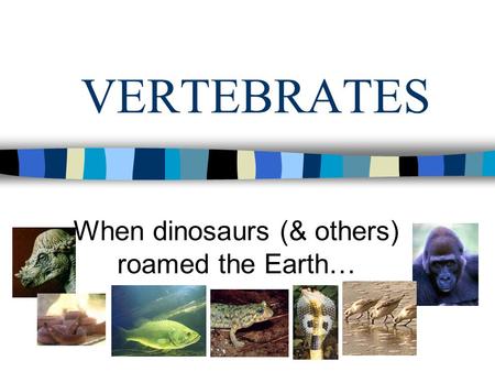 VERTEBRATES When dinosaurs (& others) roamed the Earth…