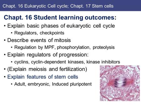 Chapt. 16 Eukaryotic Cell cycle; Chapt. 17 Stem cells Chapt. 16 Student learning outcomes: Explain basic phases of eukaryotic cell cycle Regulators, checkpoints.