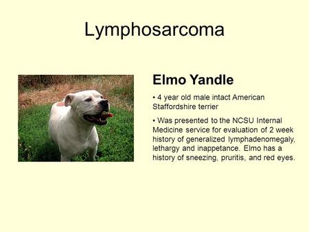 Lymphosarcoma Elmo Yandle 4 year old male intact American Staffordshire terrier Was presented to the NCSU Internal Medicine service for evaluation of 2.
