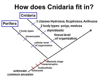 How does Cnidaria fit in? Porifera unknown common ancestor eukaryote multicellular heterotrophic Blastula stage cellular level of organization choanocytes.