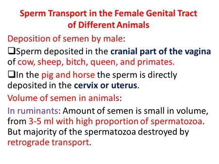 Sperm Transport in the Female Genital Tract of Different Animals Deposition of semen by male:  Sperm deposited in the cranial part of the vagina of cow,