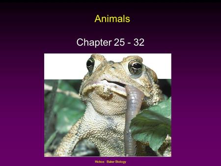 Hickox: Baker Biology Animals Chapter 25 - 32. Classification Based On: Skeletal Structure: (Invertebrate vs. Vertebrate) 1) Invertebrate: an animal that.