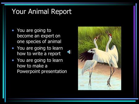 Your Animal Report You are going to become an expert on one species of animal You are going to learn how to write a report You are going to learn how to.