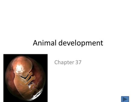 Animal development Chapter 37.