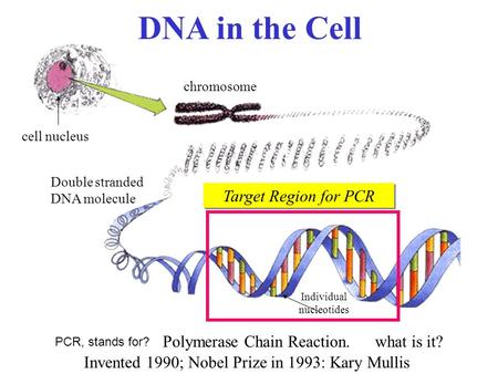 DNA in the Cell chromosome cell nucleus Double stranded DNA molecule Individual nucleotides PCR, stands for? Polymerase Chain Reaction.what is it? Invented.