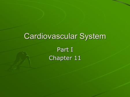 Cardiovascular System Part I Chapter 11. Anatomy of the Heart Function: –Transportation. Uses blood to carry oxygen, nutrients and cell wastes. Size: