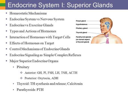 Endocrine System I: Superior Glands