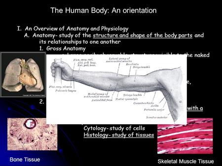 The Human Body: An orientation