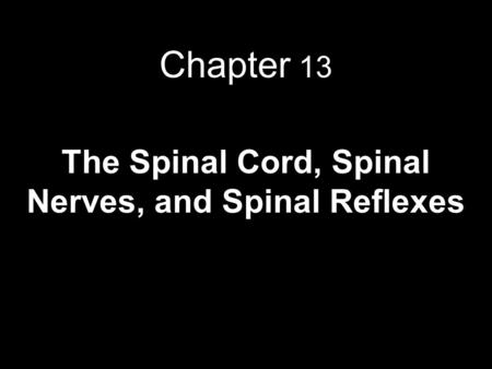 Chapter 13 The Spinal Cord, Spinal Nerves, and Spinal Reflexes.