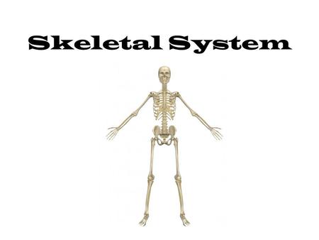Skeletal System. Bone Functions 1.support: hard framework that supports body and holds soft organs (lower limbs, ribs) 2.Protection: skull, vertebrae,