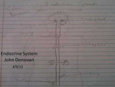 Endocrine System John Donovan 4/9/12. Endocrine System The function of this system is to secrete a hormone into the blood, this hormone circulates in.