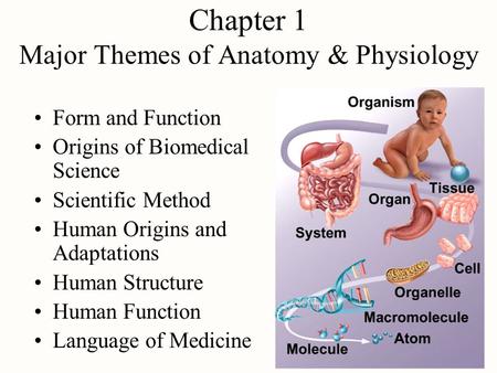 Chapter 1 Major Themes of Anatomy & Physiology