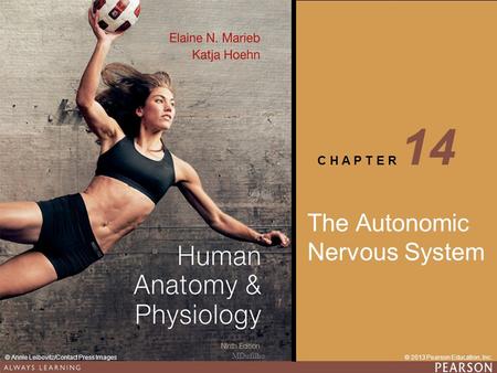 Human Anatomy & Physiology Ninth Edition C H A P T E R 14 © 2013 Pearson Education, Inc.© Annie Leibovitz/Contact Press Images The Autonomic Nervous System.