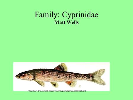Family: Cyprinidae Matt Wells