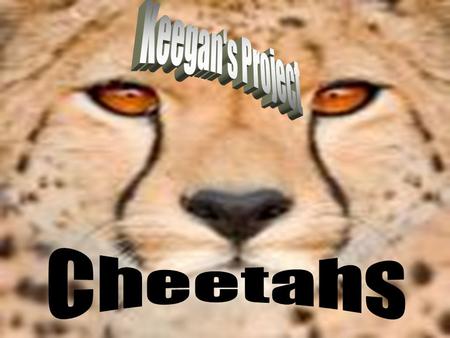 Cheetah’s are carnivores. They eat other animals like rabbits, antelope, warthogs, and birds. When they catch their prey, they will suffocate the other.