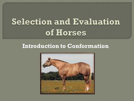 Selection and Evaluation of Horses