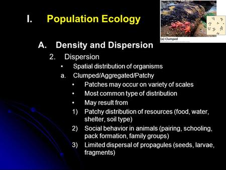 I. I.Population Ecology A. A.Density and Dispersion 2. 2.Dispersion Spatial distribution of organisms a. a.Clumped/Aggregated/Patchy Patches may occur.