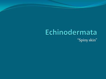 “Spiny skin”. Introduction to Phylum Echinodermata Phylum Echinodermata is a group of invertebrates that includes sea stars, sea urchins, sea cucumbers,