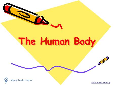 The Human Body workforce planning. Did you Know??!! When you sneeze all body functions stop, even your heart Your brain is 80% water A human has 60,000.