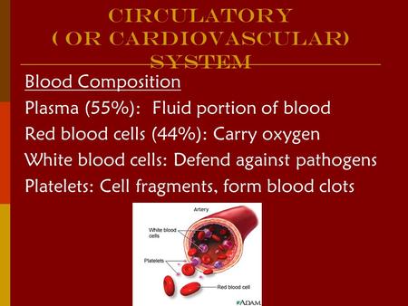 Circulatory ( or cArdiovascular) System Blood Composition Plasma (55%): Fluid portion of blood Red blood cells (44%): Carry oxygen White blood cells: Defend.
