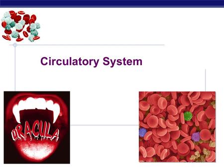 Regents Biology 2006-2007 Circulatory System Regents Biology  To circulate substances throughout the body.  These organs function to supply cells and.