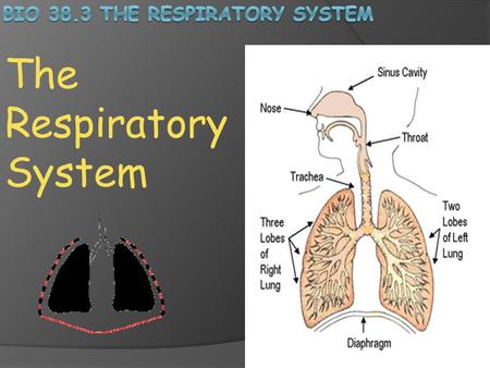 Bio 38.3 The Respiratory System